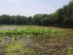 -东郊湿地公园