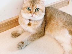 -猫在这儿猫咪咖啡馆·撸猫馆