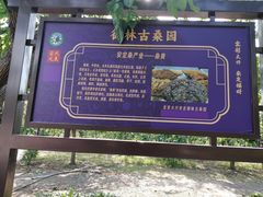 -御林古桑园