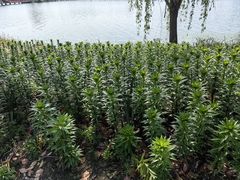 -杭州湾海上花田景区