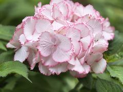 -上海滨江森林公园