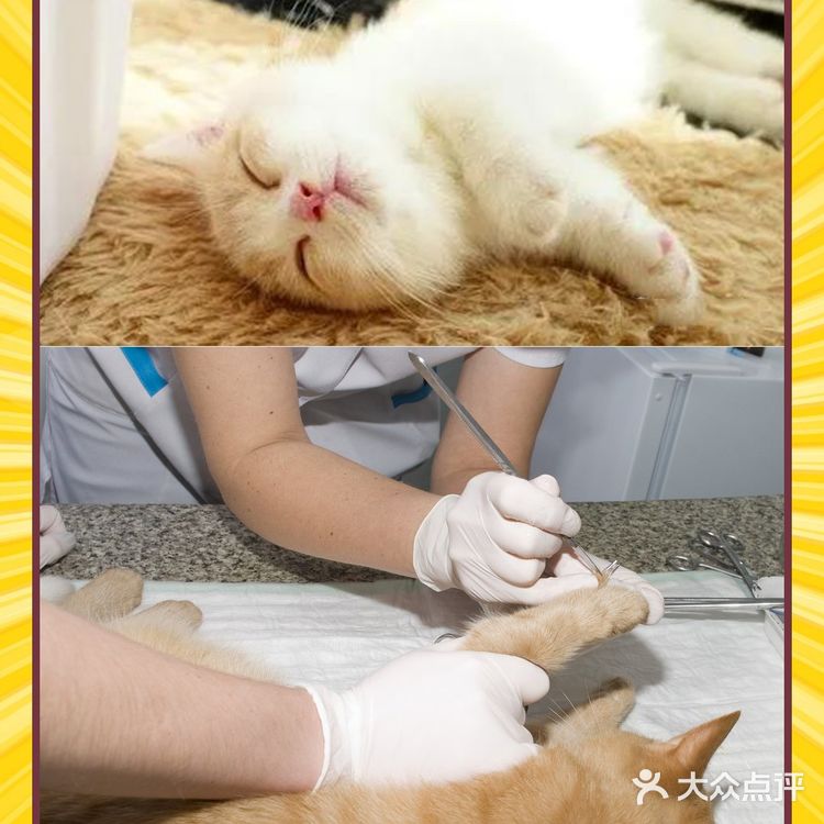 我还是个小猫咪我为什么要打疫苗？【盛京万博宠物医院】