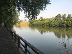 景点-大湾区中央湿地公园