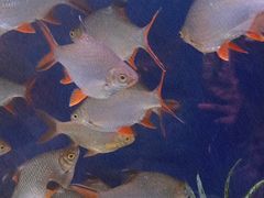 -沙沙哗啦海洋馆(华宇百花谷店)