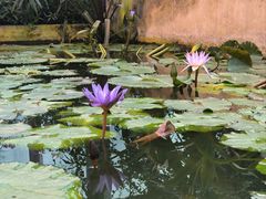 -国家植物园南园