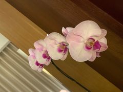 -深圳湾木棉花酒店