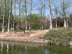 -大兴滨河森林公园