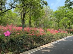 -南京老山国家森林公园