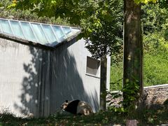 -卧龙中华大熊猫苑神树坪基地