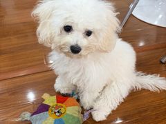 -汪说·狗咖·拼豆·宠物周边DIY(旺城大厦店)