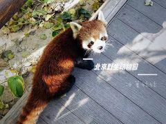 -北京野生动物园