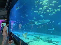 -烟台海昌鲸鲨海洋公园
