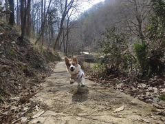 -素山寺森林公园