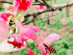 -天适樱花悠乐园