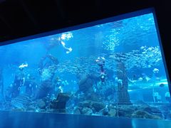-哈尔滨波塞冬海底世界