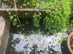 -丫口花园餐厅·融合菜