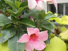 -潘祥记鲜花饼(科技路旗舰店)