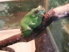 -上海大自然野生昆虫馆(东方明珠·爬宠昆虫探索中心)