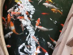 -南宫五洲植物乐园