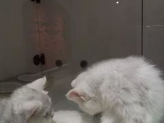 -糯米喵星人总部直营旗舰店·猫舍·幼猫出售
