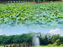 -大湾区中央湿地公园