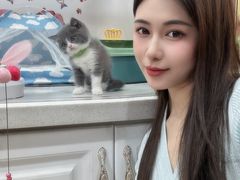 -糯米喵星人总部直营旗舰店·猫舍·幼猫出售