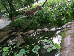 -陈家山荷花公园