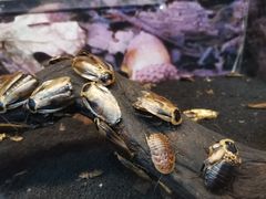 -上海大自然野生昆虫馆(东方明珠·爬宠昆虫探索中心)