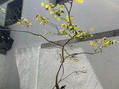 -九龙寨城公园