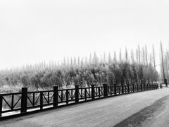 -黄海国家森林公园