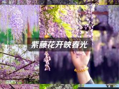-嘉定紫藤园