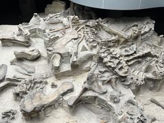 -自贡恐龙博物馆