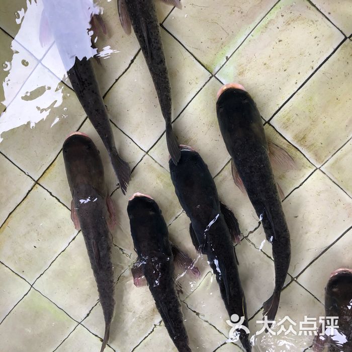 和合农庄吊水大头鱼,正图片-北京快餐简餐-大众点评网