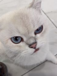 -镁连社·美联社