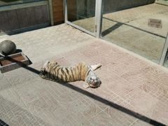 -西霞口神雕山野生动物世界