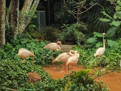 -海南热带野生动植物园