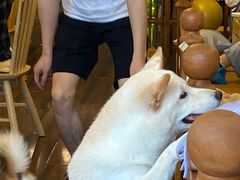 -豆柴町-柴犬主题狗咖(红鼎国际C座店)