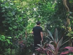 -呀路古热带植物园