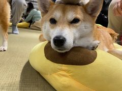 -逗柴咖啡屋·狗咖猫咖宠物桌游