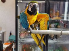 -观桥阁(锦溪店)