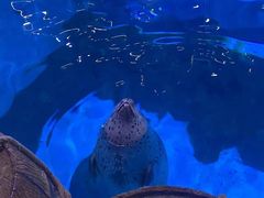 -海合安青岛极地海洋公园