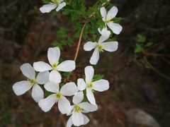 -石棉县孟获城