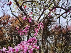 -洛阳市隋唐城遗址植物园