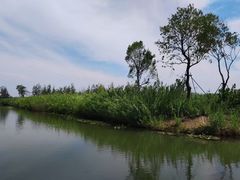 -泗洪洪泽湖湿地景区