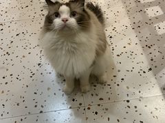 -滚猫咖啡·猫咖·猫友好撸猫(未来城店)