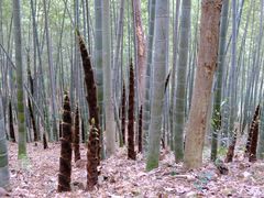 -上海佘山国家森林公园天马山园