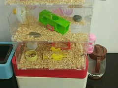 包房，不过是大萌神–仓鼠的豪宅，啊，死宅真幸福。。。-鸽屋咕咕咕(金銮大厦店)