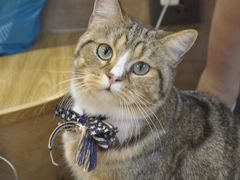 -啵啵喵·猫咖(攀华国际店)