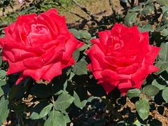 -人民公园(罗湖区)