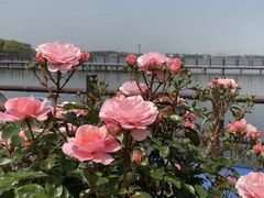 -鹅湖玫瑰文化园